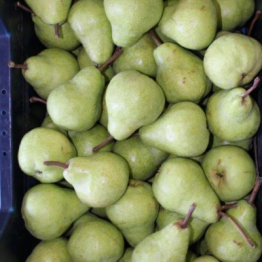 PACKHAM PEARS1