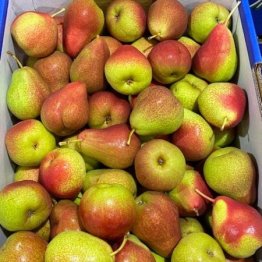 pears-corella-red