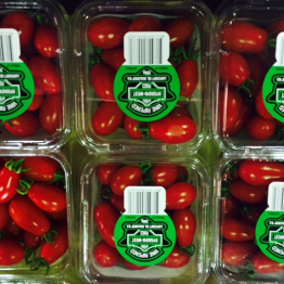 HARLEY GRAPE TOMS