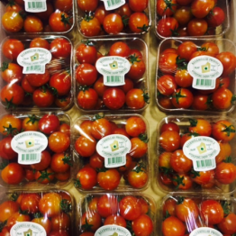 TOMATOES CHERRY HYDRO
