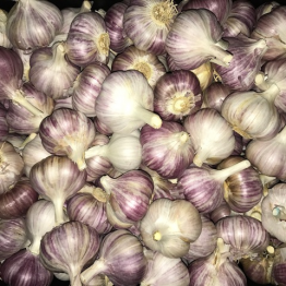 GARLIC AUSTRALIAN