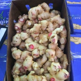 GINGER-(2)