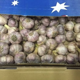LOCAL-GARLIC1