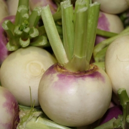 TURNIP1