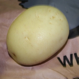 WHITE-STAR-POTATO