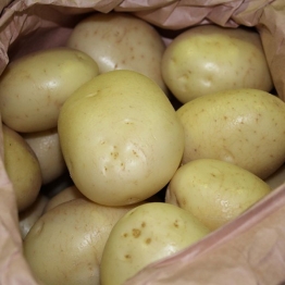 WHITE-STAR-POTATO2
