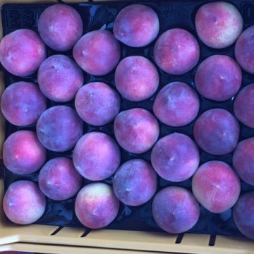 Stone Fruits
