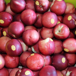 WHITE FLESH NECT E-STATES