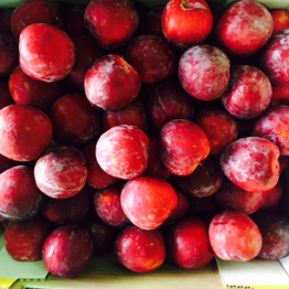 FORTUNE PLUMS