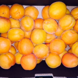 NZ APRICOTS