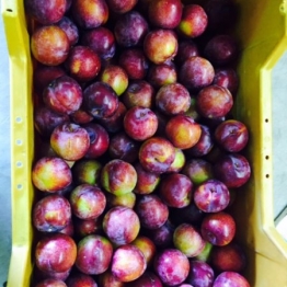 PLUMS