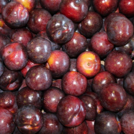 TEAGAN BLUE PLUMS