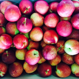 WHITE FLESH NECTARINES
