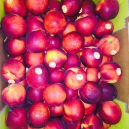 YELLOW FLESH NECTARINES