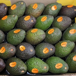 AVOCADOS