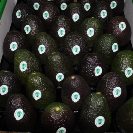 AVOCADOS2