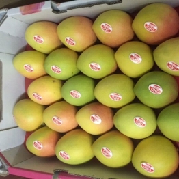 KP-MANGOES