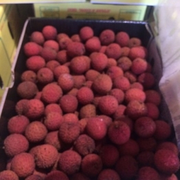 LYCHEE