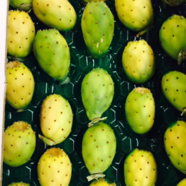 PRICKLEY PEARS